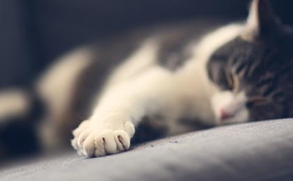 Elemental invierno ignorar Eutanasia gatos en Madrid: Amor incondicional de principio a final